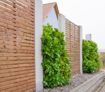 Modern landscaping with a cherry laural hedge